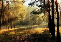 八字纳音五行木详解