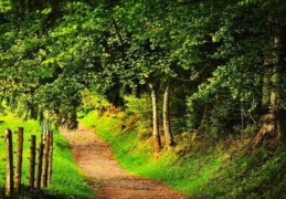 八字中格局确定步骤技巧