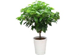 玄关摆什么植物风水好