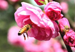 有哪些植物可以招桃花，桃花位的方位查找方法