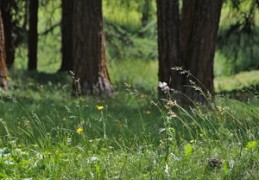 五行土旺怎么办