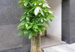 ​发财树摆放的旺财方位