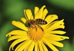 2024年最强最顺的生肖男（2024年哪些属相运势最好）