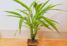 住宅养什么植物增加阳气