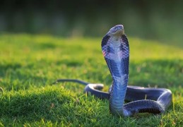 2013年出生的人是什么命