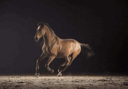 生辰八字怎么查驿马