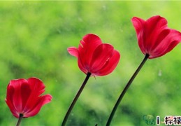 家里的桃花位怎么找，利用桃花位催旺桃花