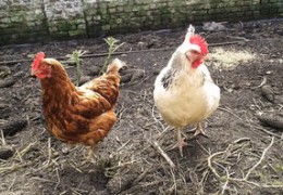 1969年属鸡人2024年运势及运程详解