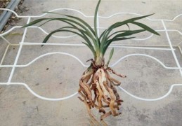 八字中正官与七杀都有