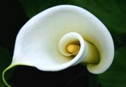 马蹄莲的风水功效有哪些