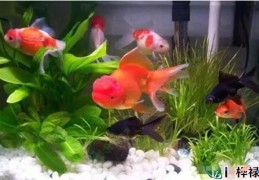 家里养几条鱼风水最好