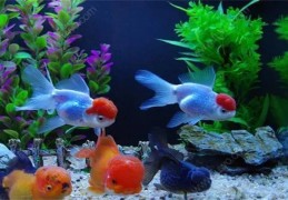 ​养什么鱼风水好，​养什么颜色的鱼招财