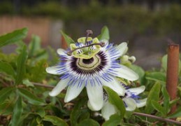 男人走财星运注重_什么（男人走财星运是什么意思）