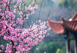 八字算神煞桃花技巧