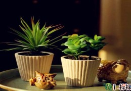 什么绿植可以改风水