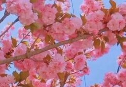 女人脸上长了桃花痣是什么意思（女人脸上长了桃花痣是什么意思啊）