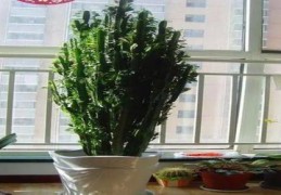 家里放龙骨风水好不好