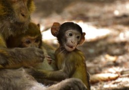 2024年哪个生肖运势最强