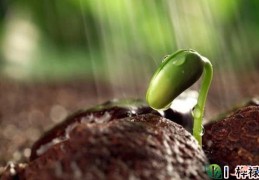 癸水日元生于各月