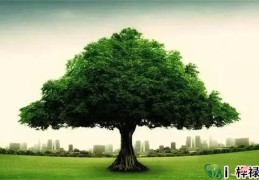 十天干甲木的运势