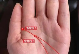 有两条智慧线吗