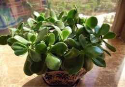 八字看适合养植物的特征