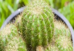 家里养带刺的植物风水（家里养带刺的植物风水不好吗）