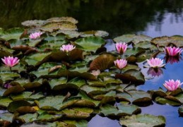 壬水生于各月详解（十天干之壬水生于各月详解）
