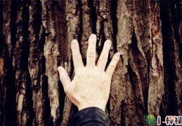 贫穷命的八字格局特征