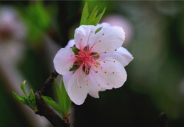 六爻如何看桃花（六爻如何看桃花运）