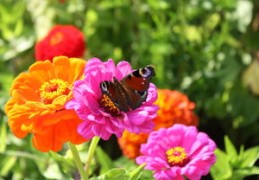 哪些八字之人桃花运旺