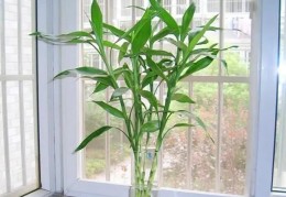 富贵竹的风水功效