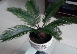 家中养铁树需要注意的风水（家中养铁树需要注意的风水问题）