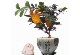 办公室里有什么植物风水好