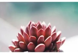 八字出现食伤合印代表什么