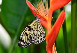 饿火命的贵人特征（饿火命的贵人属相）