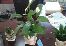 ​办公室摆花放对位置有什么好处