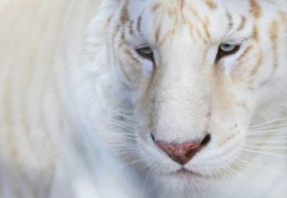 2024年异性缘最强的生肖女