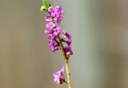 咸池入命（咸池入命宫是什么意思）