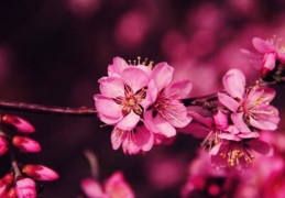 八字看你命中带的是哪种桃花