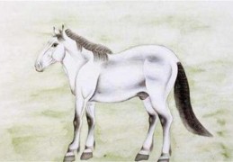 命带驿马的命理特点（命带驿马的命理特点是什么）