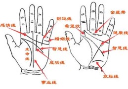 男人的手相纹路看财运好坏