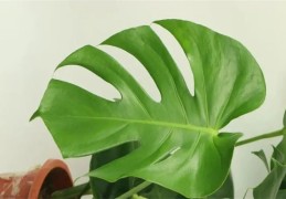 家中摆什么植物风水好（客厅最旺宅的大型植物）