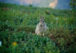 2024年属马的人运势解读