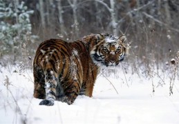 1974年出生的人是什么命