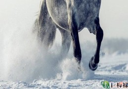 八字带马星的命运