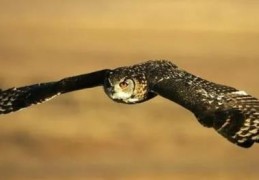 八字格局枭印重重