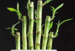 提升事业运的住宅风水有哪些