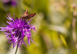 戊土男命理分析