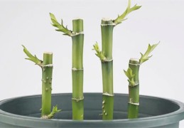 住宅摆放富贵竹风水禁忌